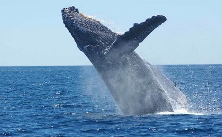 Bote choca con ballena y tres personas resultan heridas en Alaska