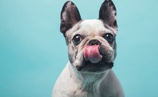 Datos curiosos que no sabías del bulldog francés, la segunda raza más popular del mundo