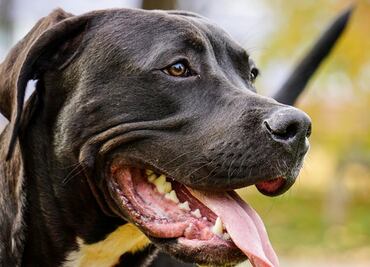 Universidad de Ohio identifica la raza de perro que más muerde a niños