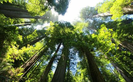 Redwood Sky Walk, un mirador en las secuoyas gigantes de California