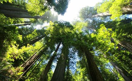 Redwood Sky Walk, un mirador en las secuoyas gigantes de California
