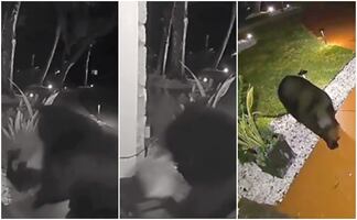 Sólo tenía hambre. Video capta el momento en que un oso roba pedido de Taco Bell