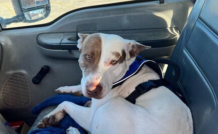 ¡Culpable! Perro al volante choca contra camioneta en Texas