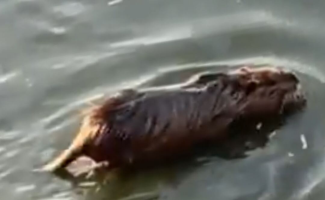 ¿Capibara o rata? Familia confunde roedor con este singular animal | Imagen: Video 'X'