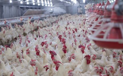 Alerta por gripe aviar: Brasil pierde exportaciones de aves hacia México, Chile y Uruguay