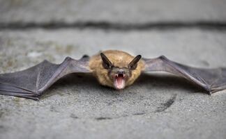 Niño contrae rabia al ser mordido por murciélago en Texas