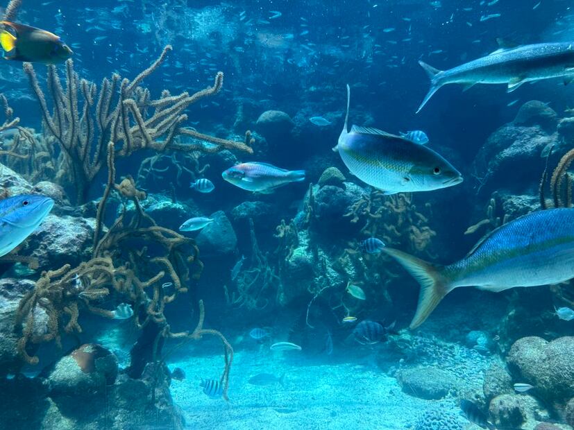 Xcaret. Foto: Diana Espinoza