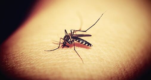 7 tips para evitar las picaduras de mosquito en esta temporada