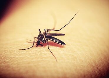 7 tips para evitar las picaduras de mosquito en esta temporada