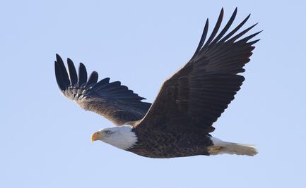 Águila derriba dron de 995 dólares operado por el gobierno en Michigan