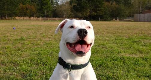 Aerolíneas no pueden prohibir pitbulls como animales de servicio