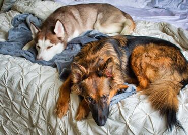 ¿Tu perro está sin energía, apático? Podría tener letargo