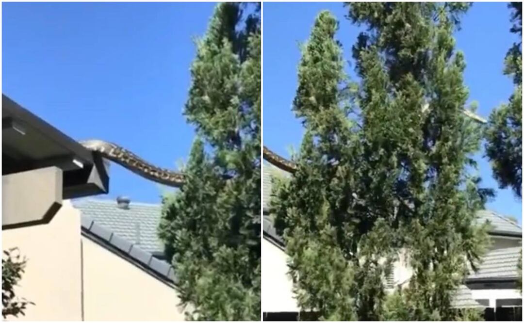 Así lucía la serpiente pitón gigante, de cerca de 5 metros, en Australia. Foto: Captura / TikTok / @iamiandyi