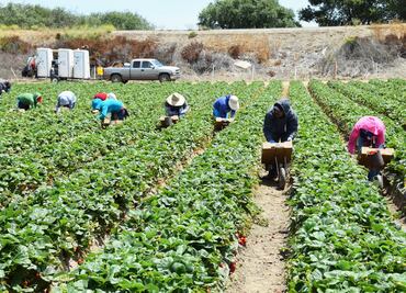 Buscan 21 trabajadores para trabajar en campos de Nueva Jersey: Requisitos y salario