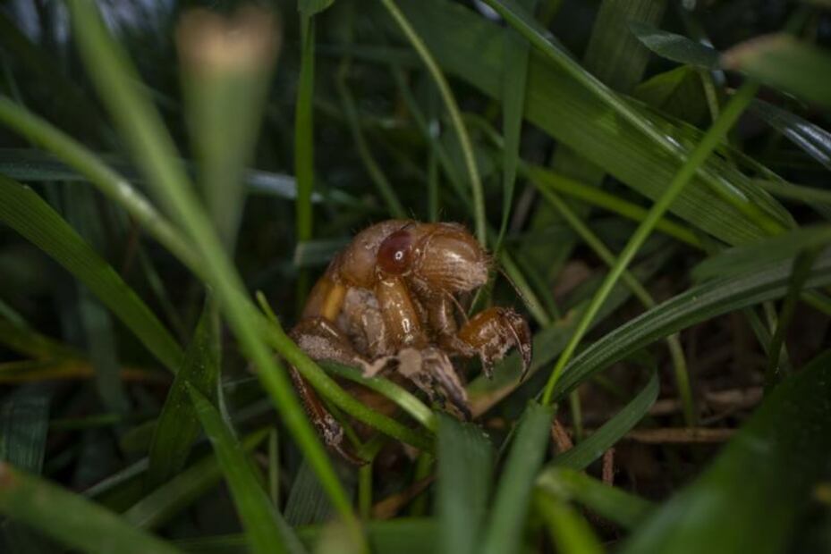 Millones de cigarras Brood X emergen e 'invaden' Estados Unidos