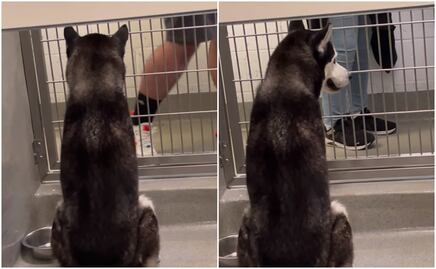 Perro husky conmueve corazones tras ser ignorado por posibles dueños en refugio de animales