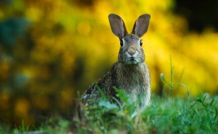 'Virus mortal del conejo' se extiende en Estados Unidos, alertan