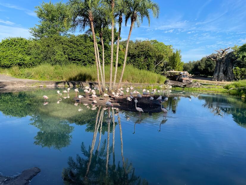 Disney's Animal Kingdom/ Foto: Diana Espinoza