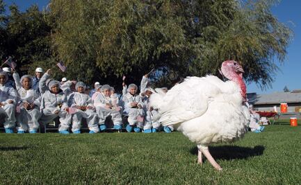¿Por qué el presidente de EU perdona a un pavo por Thanksgiving?