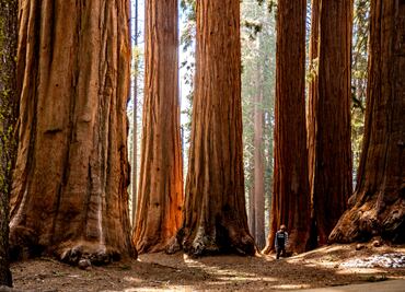 Los parques nacionales perfectos para ver secuoyas gigantes en California