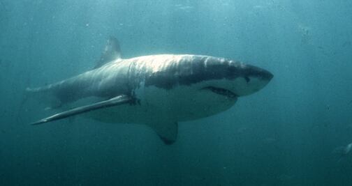  Cierran playa de Massachusetts por presencia de tiburones blancos