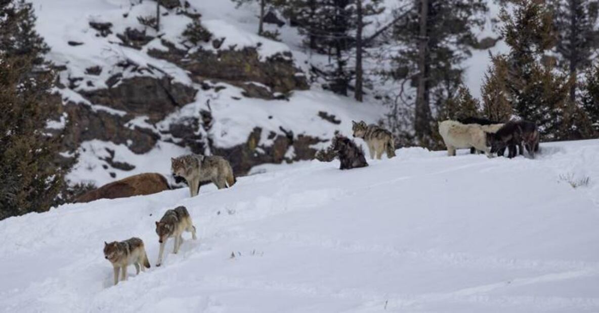 El tour inmersivo con el que podrás pasar un día con los lobos de Yellowstone