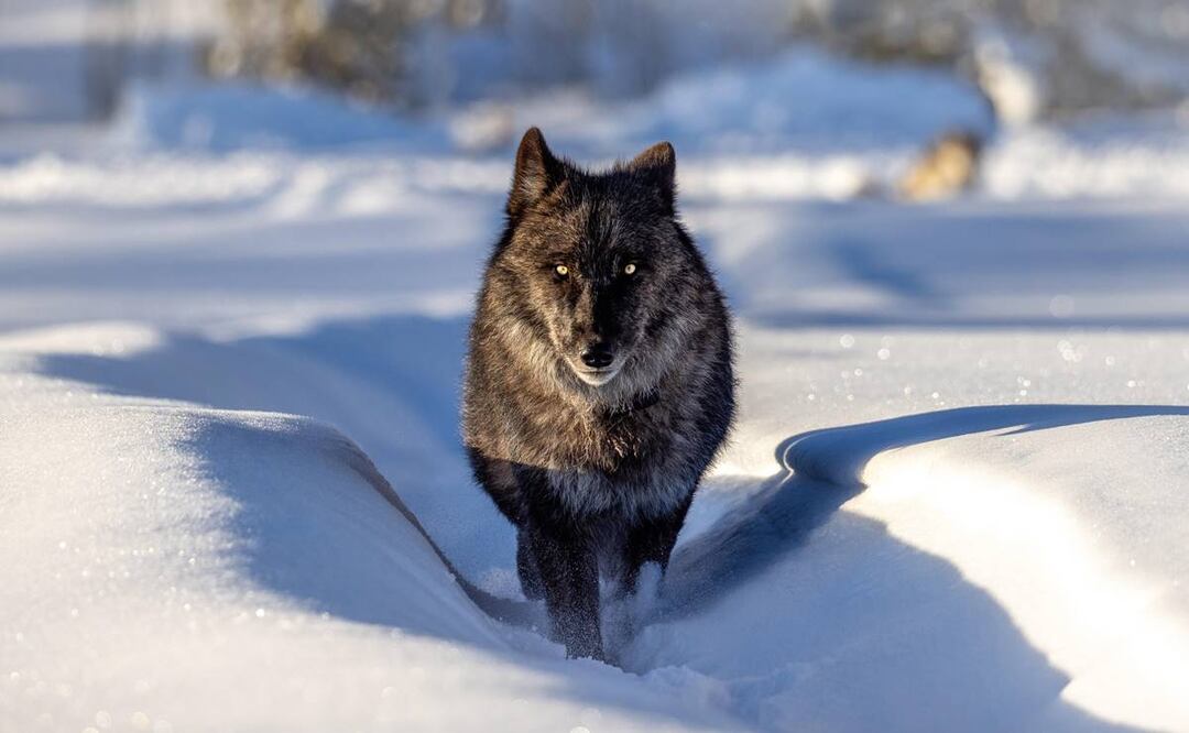 Foto: Cortesía Jackson Hole Wildlife Safaris