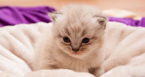 Retiran latas de alimento para gatos por riesgo de asfixia