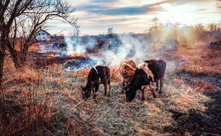 Tragedia animal en Texas; mueren 18 mil vacas en incendio de granja