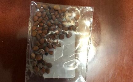 EU alerta por semillas que llegan en 'paquetes sospechosos' no solicitados