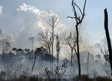 ¿Por qué urge frenar los incendios del Amazonas?