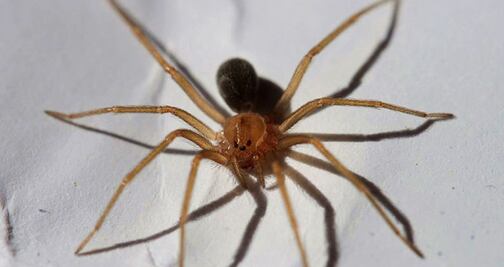 Mujer de Kansas confunde 'araña reclus' con sensación de agua en el oído