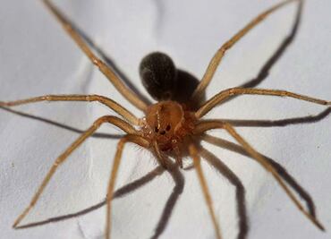 Mujer de Kansas confunde 'araña reclus' con sensación de agua en el oído