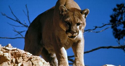 California creará puente para que animales puedan cruzar la Autopista 101