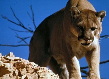 California creará puente para que animales puedan cruzar la Autopista 101