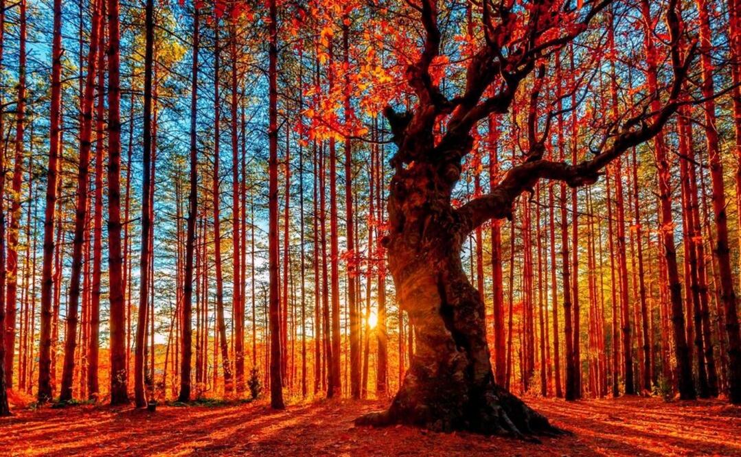 Durante el otoño cambia el follaje de los árboles a tonalidades anaranjadas y marrón. Foto: iStock