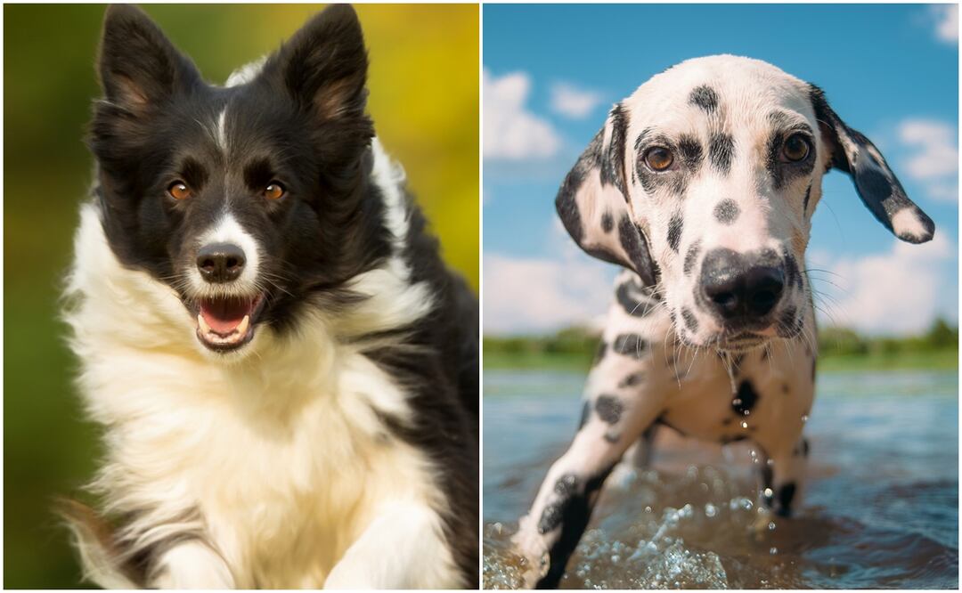 ¿Necesitas ejercicio? Estas 8 razas de perros son ideales para mantenerte en forma. Foto: iSTOCK- rotten-Bigandt_Photography