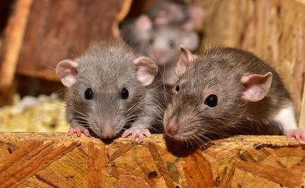 Detectan primer caso de la enfermedad de hantavirus en Michigan
