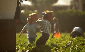 Inmigrantes mexicanos denuncian amplia red de “esclavos modernos” en Canadá