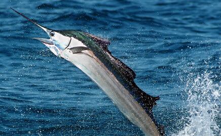 Pez vela de 45 kilos apuñala a mujer en un barco en Florida