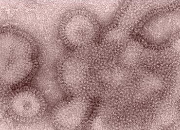 10 mitos sobre la influenza, según la Universidad de Harvard