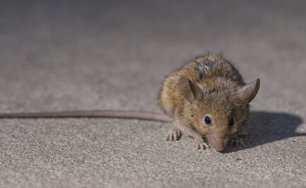 Emiten alerta por aumento de agresividad en ratas durante la pandemia