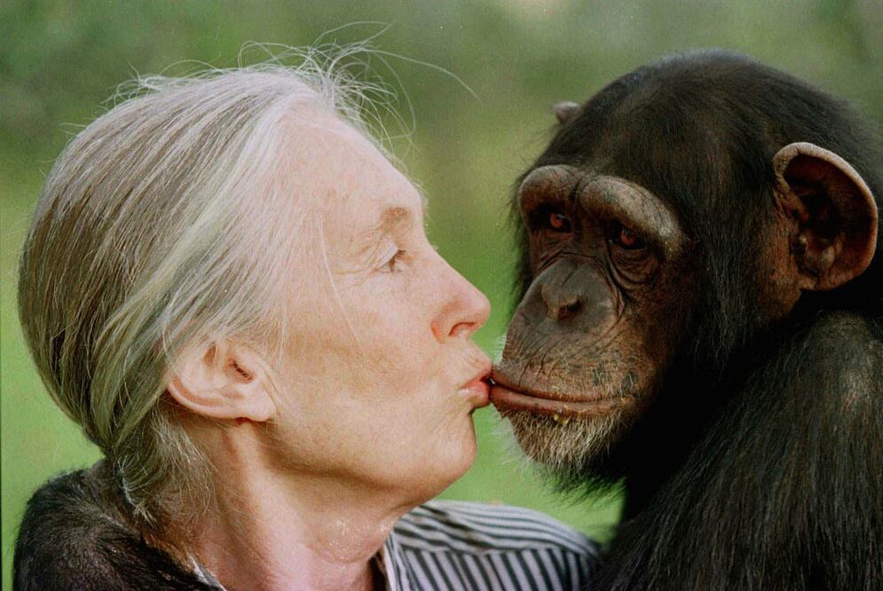 ¿De qué murió Jane Goodall, pionera en el estudio de los chimpancés?. Foto: AP /Jean-Marc Bouju