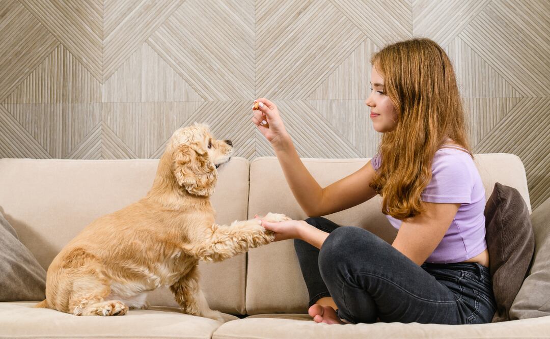 ¿Cuánto gana un entrenador de perros en Estados Unidos? Los estados que pagan más. iStock/O_Lypa
