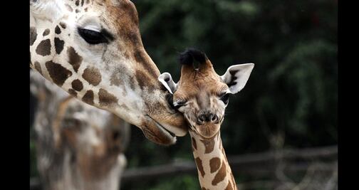 Mueren dos jirafas al ser alcanzadas por rayo en Florida