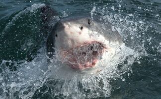 Autoridades de Florida alertan por ataques de tiburón; van tres heridos