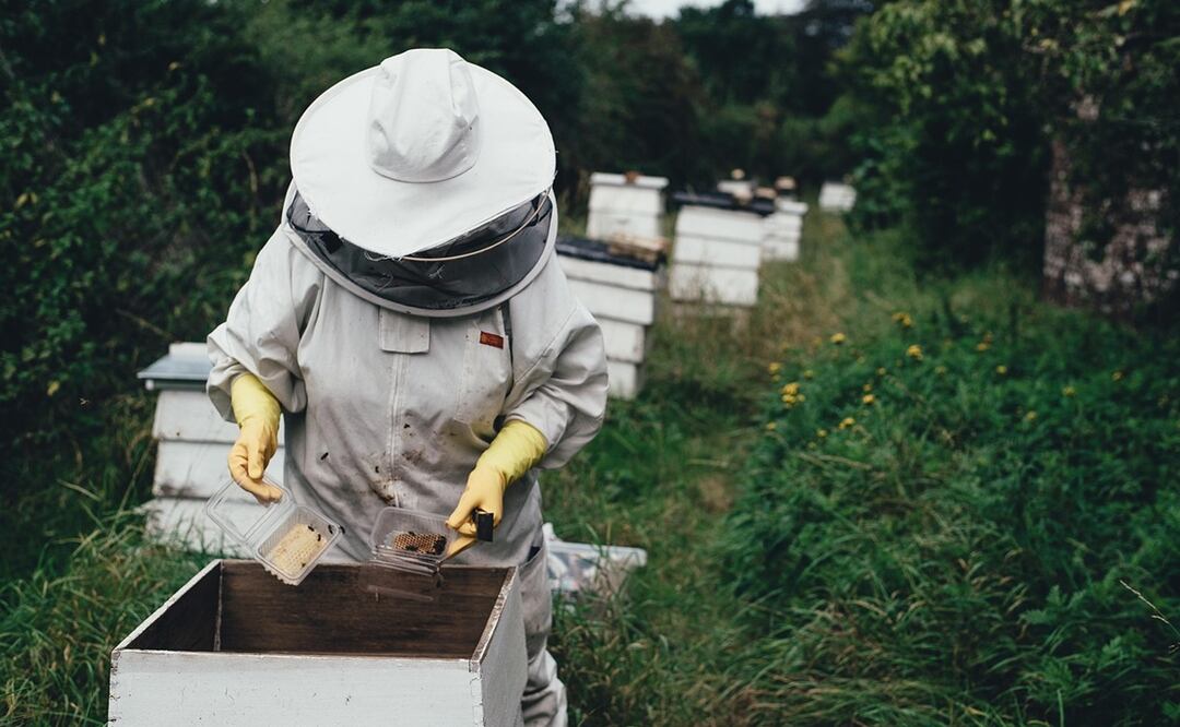 Apicultor. Foto: Pixabay.