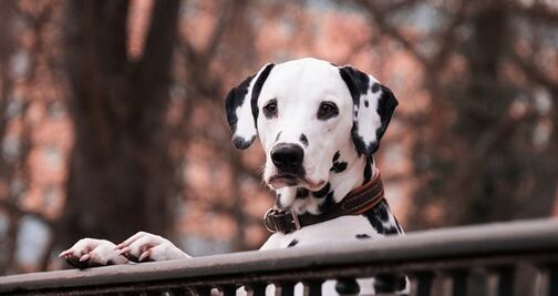 Nueva York tendrá un museo dedicado a los perros