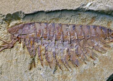 Fósil de artrópodo acuático encontrado en China arroja "nueva luz" sobre la evolución temprana