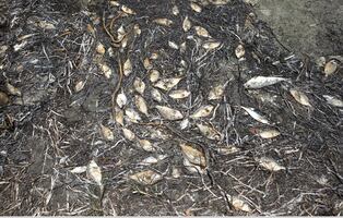 Video. Tóxica marea roja causa nueva mortandad de peces en Florida